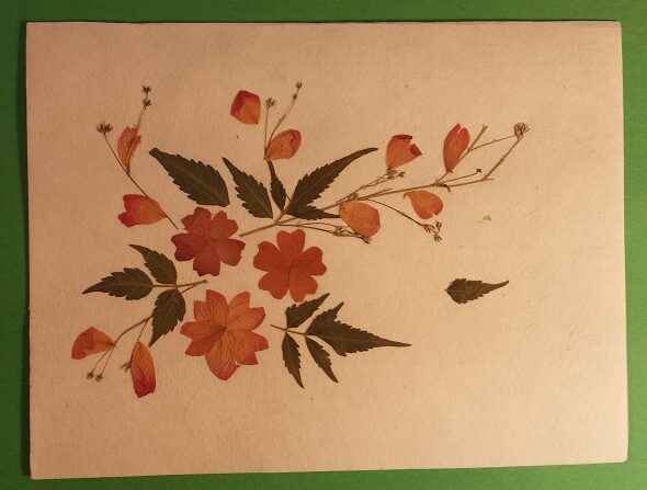 Handmade Dried Flower Card Assorted Pack - Image 4