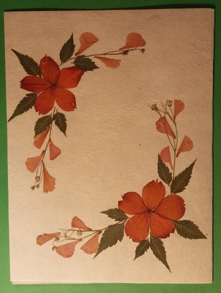 Handmade Dried Flower Card Assorted Pack - Image 3