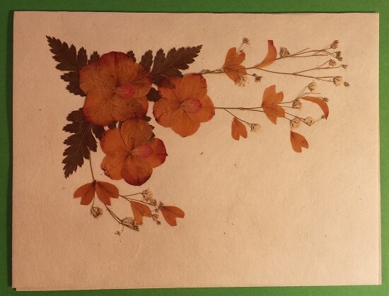 Handmade Dried Flower Card Assorted Pack - Image 6
