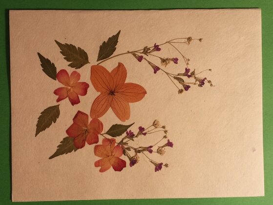 Handmade Dried Flower Card Assorted Pack - Image 10