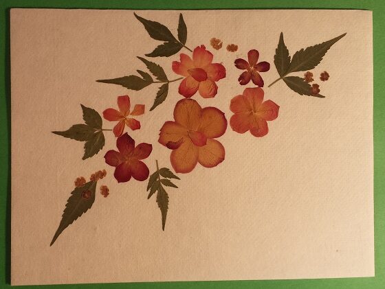 Handmade Dried Flower Card Assorted Pack - Image 9
