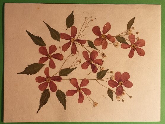 Handmade Dried Flower Card Assorted Pack - Image 8