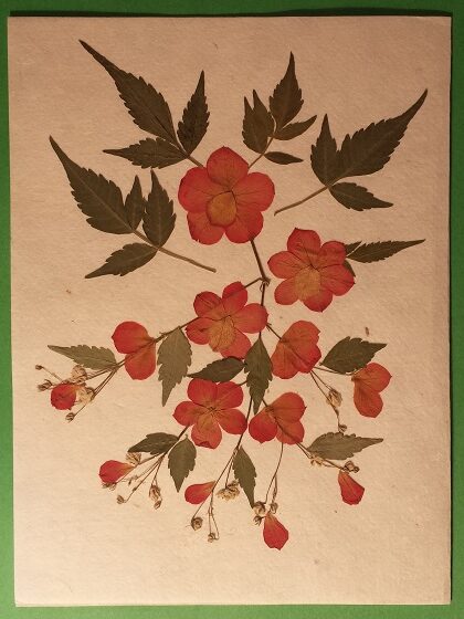Handmade Dried Flower Card Assorted Pack - Image 12